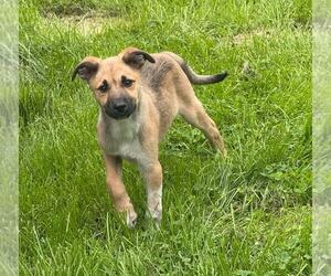 Australian Shepherd-German Shepherd Dog Mix Dogs for adoption in SHERBURNE, NY, USA