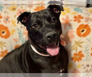 Mutt Dogs for adoption in Brooklyn Center, MN, USA