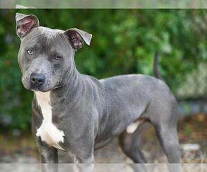 Unknown-Weimaraner Mix Dogs for adoption in Tavares, FL, USA