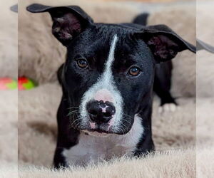 Labrador Retriever-Unknown Mix Dogs for adoption in Canton, CT, USA