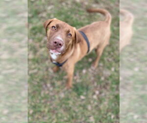 American Pit Bull Terrier-Unknown Mix Dogs for adoption in Pacolet, SC, USA