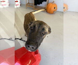 Great Dane-Unknown Mix Dogs for adoption in Studio City, CA, USA