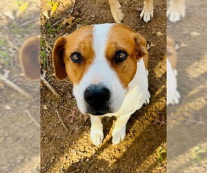 Mutt Dogs for adoption in Euless, TX, USA