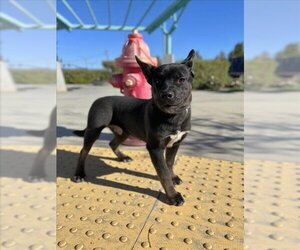Australian Kelpie-Unknown Mix Dogs for adoption in Tracy, CA, USA