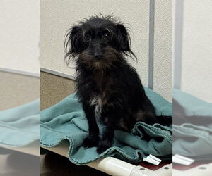 Cairn Terrier-Unknown Mix Dogs for adoption in Sacramento, CA, USA