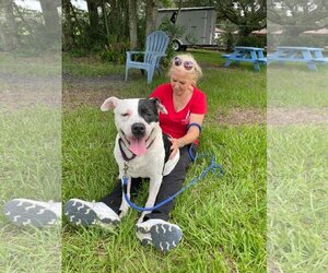 Retriever -Unknown Mix Dogs for adoption in Sarasota, FL, USA