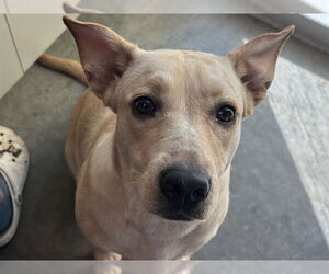 Labrador Retriever-Unknown Mix Dogs for adoption in Tavares, FL, USA
