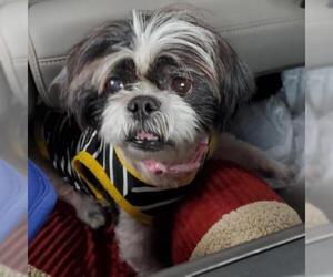Shih Tzu Dogs for adoption in Helena, AL, USA