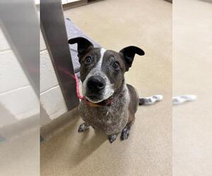 Mutt Dogs for adoption in Santa Maria, CA, USA