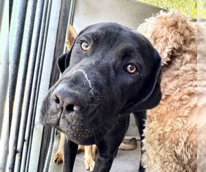 Mutt Dogs for adoption in San Bernardino, CA, USA