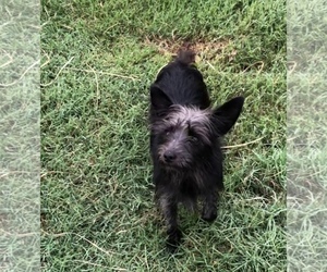 Cairn Terrier Dogs for adoption in Prague, OK, USA