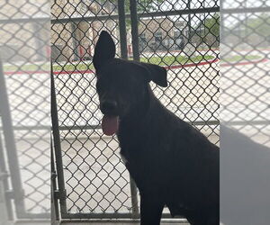 Labrador Retriever-Unknown Mix Dogs for adoption in Pearland, TX, USA