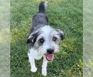 Australian Shepherd-Unknown Mix Dogs for adoption in Grafton, WI, USA