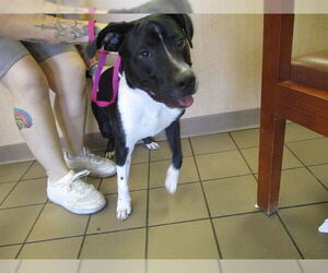 American Pit Bull Terrier-Unknown Mix Dogs for adoption in Ocala, FL, USA