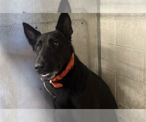 German Shepherd Dog-Unknown Mix Dogs for adoption in San Bernardino, CA, USA