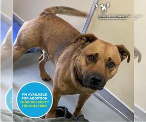 Black Mouth Cur-Mastiff Mix Dogs for adoption in Santa Cruz, CA, USA