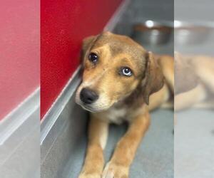 Mutt Dogs for adoption in Visalia, CA, USA