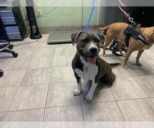 American Staffordshire Terrier-Unknown Mix Dogs for adoption in Grand Prairie, TX, USA