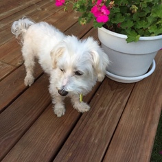 Maltipoo Dogs for adoption in Beloit, WI, USA