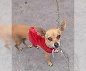 Chihuahua Dogs for adoption in Menifee, CA, USA