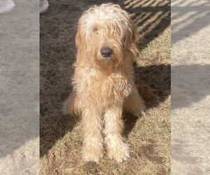 Golden Retriever-Unknown Mix Dogs for adoption in Brooklyn, NY, USA