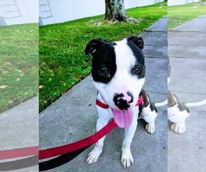 American Bulldog Dogs for adoption in Miami, FL, USA