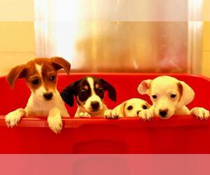 Feist Terrier-Unknown Mix Dogs for adoption in Boston, MA, USA