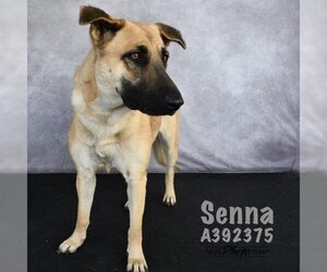 Medium Photo #1 German Shepherd Dog-Unknown Mix Puppy For Sale in Conroe, TX, USA