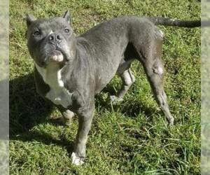 American Pit Bull Terrier Dogs for adoption in Gainesville, FL, USA