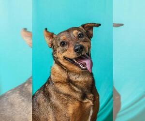 Mutt Dogs for adoption in Calgary, Alberta, Canada