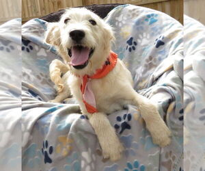 Golden Retriever-Unknown Mix Dogs for adoption in Grovertown, IN, USA