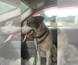 American Bulldog-Anatolian Shepherd Mix Dogs for adoption in Orange Grove, TX, USA