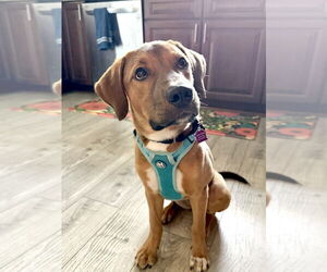 Labrador Retriever-Unknown Mix Dogs for adoption in Mundelein, IL, USA