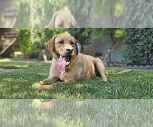 Labrador Retriever Dogs for adoption in Clovis, CA, USA