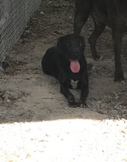 Medium Photo #1 Labrador Retriever-Unknown Mix Puppy For Sale in Albemarle, NC, USA