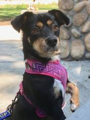 Mutt Dogs for adoption in Mission Viejo, CA, USA