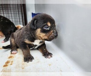 Small Staffordshire Bull Terrier Mix