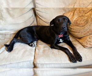 Labrador Retriever-Unknown Mix Dogs for adoption in San Diego, CA, USA