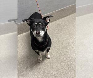 Chihuahua-Unknown Mix Dogs for adoption in Las Vegas, NV, USA
