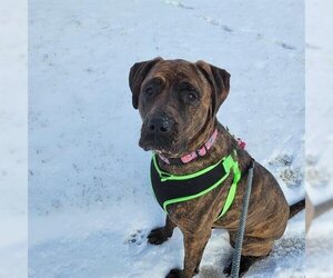 Mutt Dogs for adoption in Vaughan, Ontario, Canada
