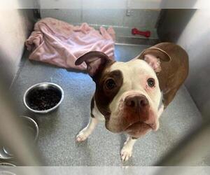 Mutt Dogs for adoption in Orange, CA, USA