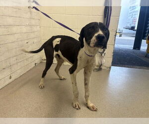 Great Dane-Unknown Mix Dogs for adoption in San Bernardino, CA, USA