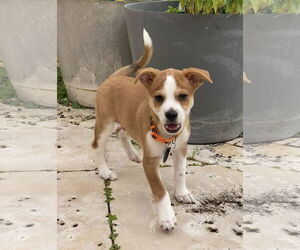 Rat-Cha Dogs for adoption in Royal Palm Beach, FL, USA