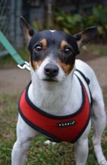 Rat Terrier Dogs for adoption in Danbury, CT, USA