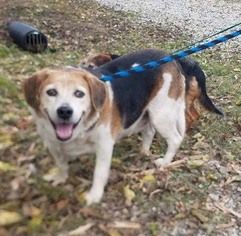 Beagle Dogs for adoption in Terre Haute, IN, USA