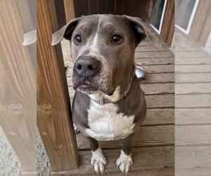 Mutt Dogs for adoption in Incline Village, NV, USA