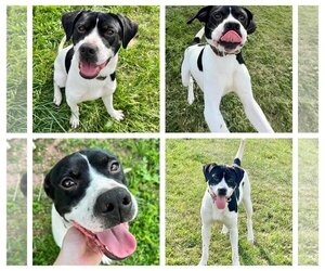 Bull-Boxer Dogs for adoption in New Oxford , PA, USA