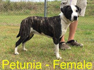 Boxador Dogs for adoption in Waycross, GA, USA