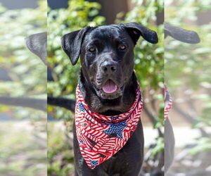 Labrador Retriever-Unknown Mix Dogs for adoption in San Diego, CA, USA
