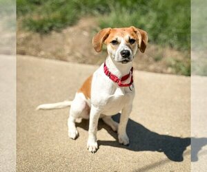 Beagle-Unknown Mix Dogs for adoption in New Albany, OH, USA